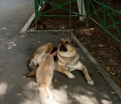 Прикрепленное изображение: Кот и пёс.5.jpg